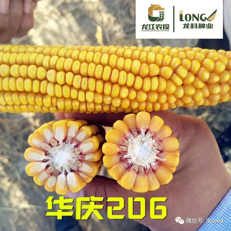 1590471815124726.jpg 640.webp (4).jpg